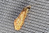 Dyseriocrania subpurpurella