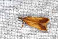 Dichomeris ustalella