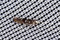 Parectopa ononidis