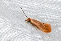 Tinea semifulvella