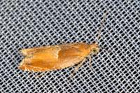 Ancylis mitterbacheriana