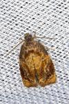 Ditula angustiorana