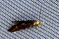 Spuleria flavicaput