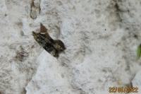 Celypha lacunana