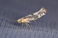 Argyresthia spinosella