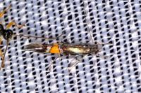 Cosmopterix orichalcea