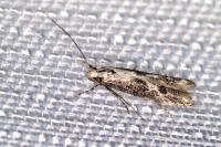 Blastodacna