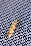 Phyllonorycter trifasciella