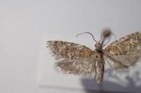 Rhyacionia pinivorana