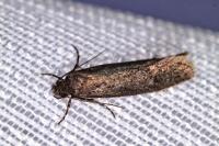 Elatobia fuliginosella