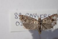 Rhyacionia pinivorana