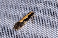 Monopis obviella