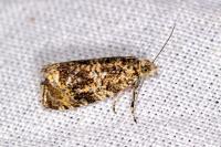 Celypha lacunana