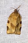 Choristoneura hebenstreitella