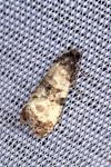 Cochylichroa atricapitana
