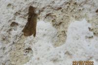 Bijugis bombycella