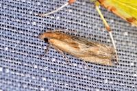 Eucosma