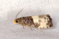 Notocelia cynosbatella