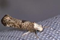 Paraswammerdamia albicapitella