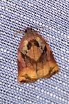 Archips podana