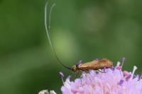 Nemophora metallica