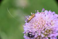 Nemophora metallica