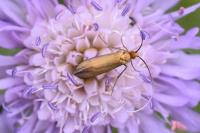 Nemophora metallica