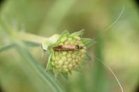 Nemophora metallica