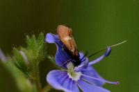 Cauchas fibulella