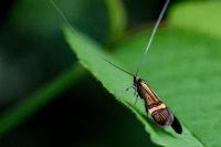 Nemophora degeerella