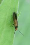 Micropterix aruncella