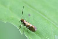 Micropterix aruncella