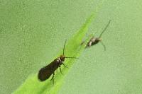 Micropterix aruncella