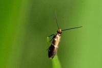 Micropterix aruncella