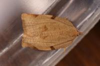 Lozotaenia forsterana