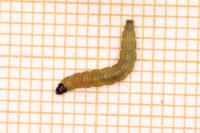 Rhopobota naevana
