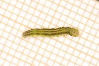 Agonopterix scopariella