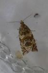 Celypha rivulana