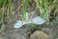 Pterophorus pentadactylus