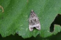 Celypha lacunana