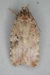 Agonopterix purpurea