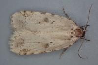 Agonopterix arenella
