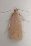 Acompsia cinerella