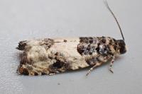 Gypsonoma sociana