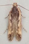 Cosmardia moritzella