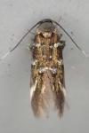 Pancalia leuwenhoekella