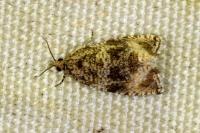 Celypha lacunana