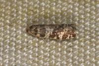 Epinotia tedella