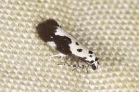 Ethmia quadrillella