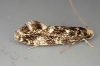 Nemapogon koenigi